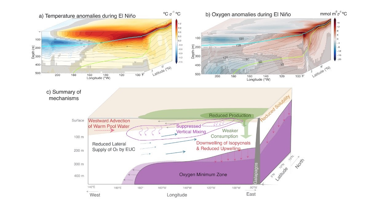 ENSO imprints on temperature and oxygen shown as regression of Nino 3.4 index on (a) temperature anomalies, and (b) oxygen anomalies in a high resolution simulation of CESM. Panel (c) shows a summary of main mechanisms driving the O2 response to El Niño events.
