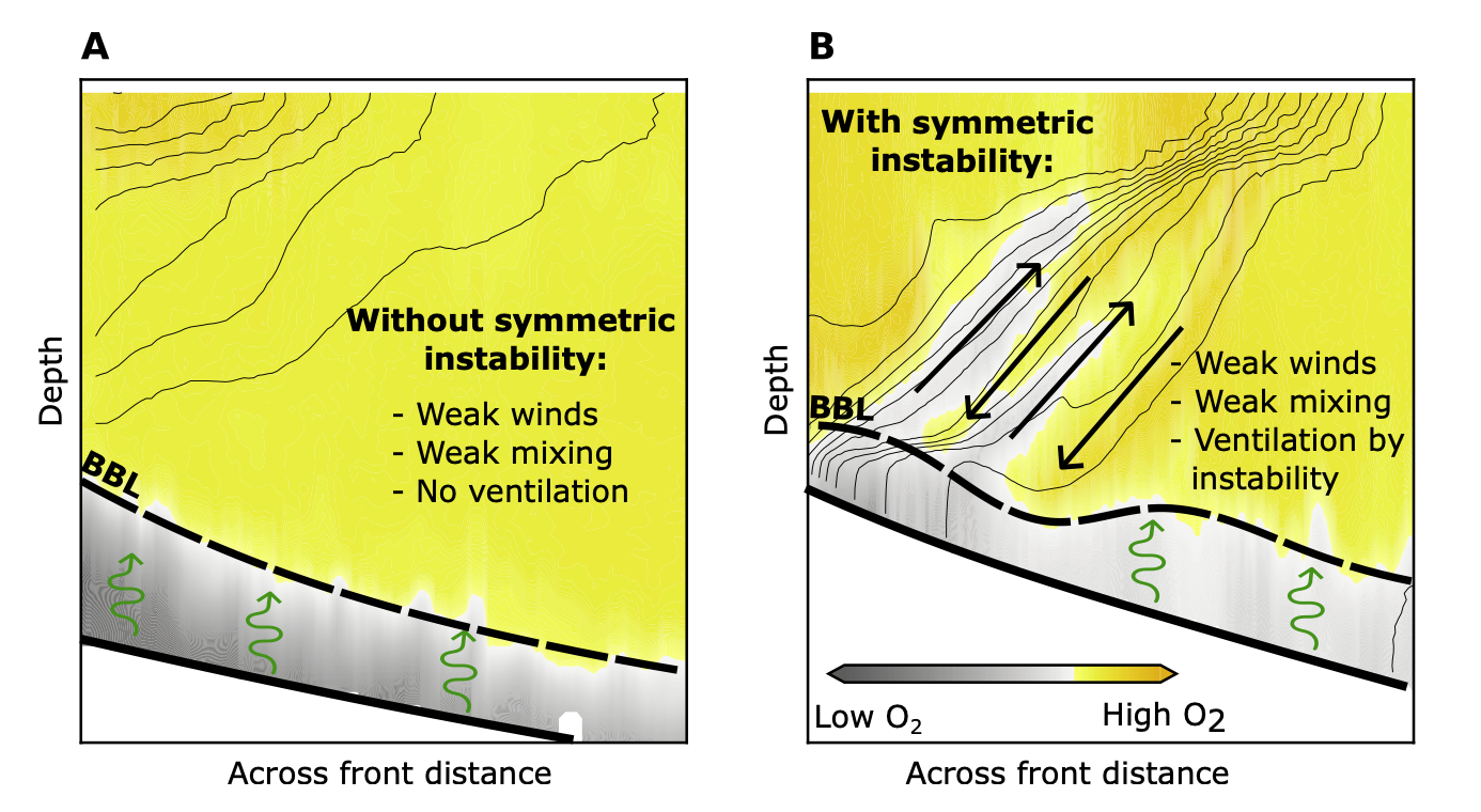 Schematic sections illustrating the role of symmetric instability (SI) in driving vertical oxygen flux.