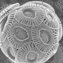 Coccolithophore cell