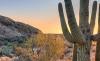 Desert at sunset with cactus