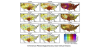 Comparing projections of multiple fire weather indices across the contiguous United States
